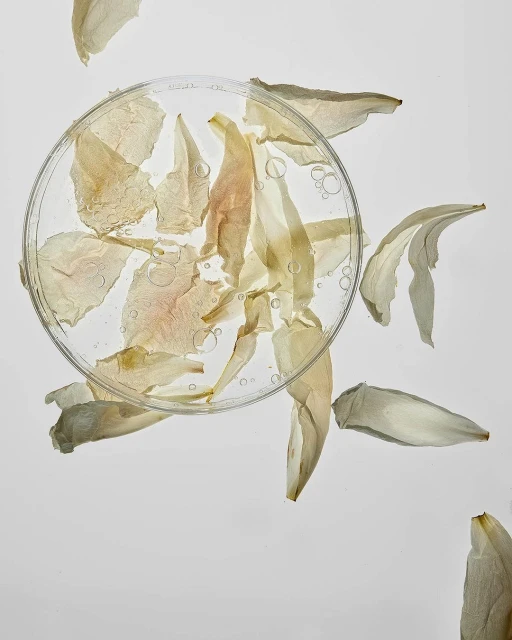 Botanical still life shows translucent petals in a petri dish. White background highlights the delicate floral textures, beauty concept.