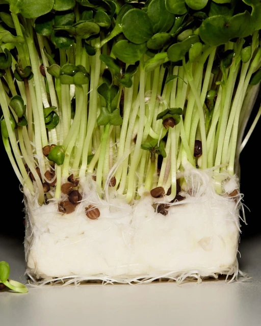 Close-up of radish microgreens, with green leaves and white stems, growing in a dense cluster with visible seeds and roots.