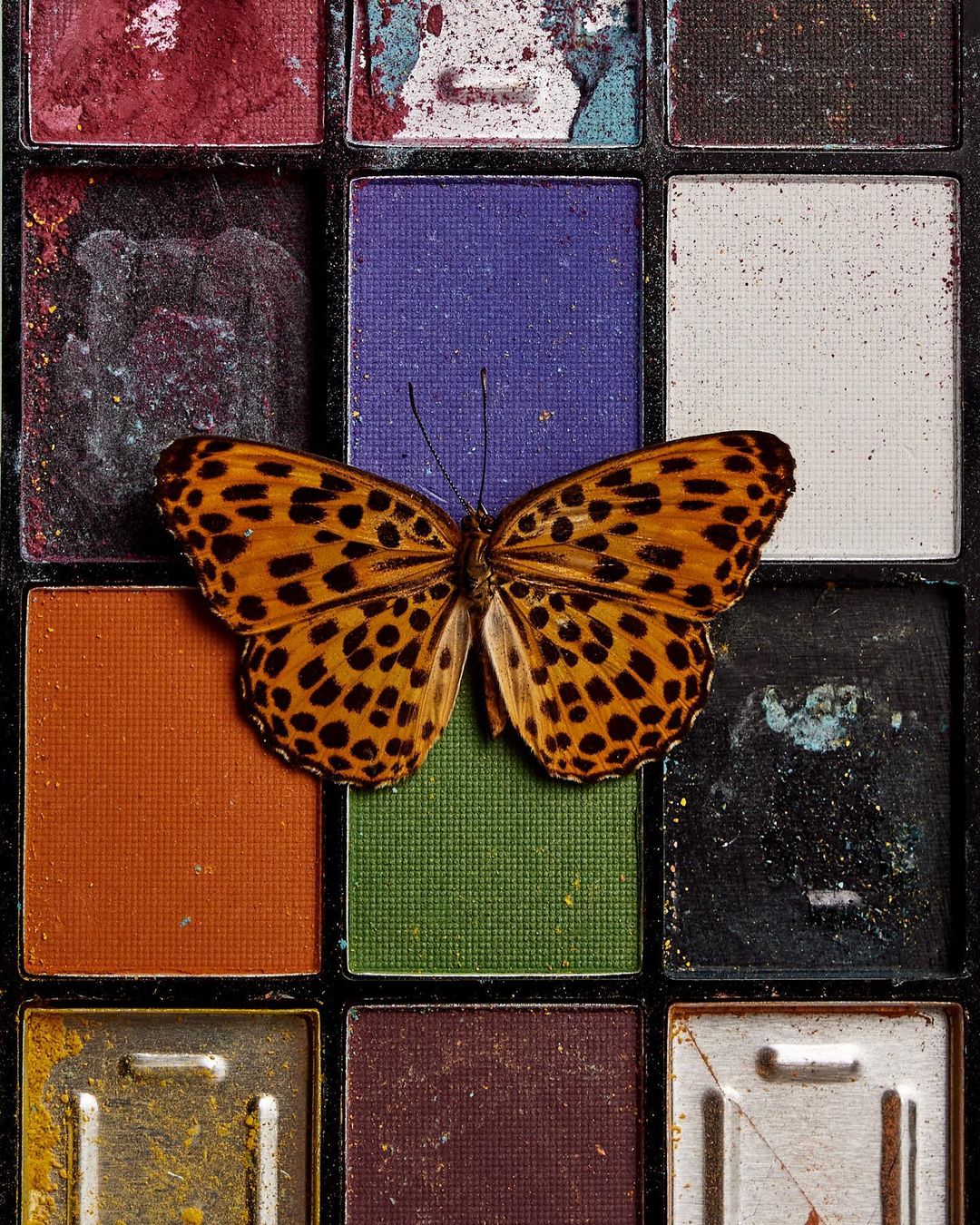Close-up of orange butterfly with black spots resting on a colorful and slightly used eyeshadow palette in a vertical composition.