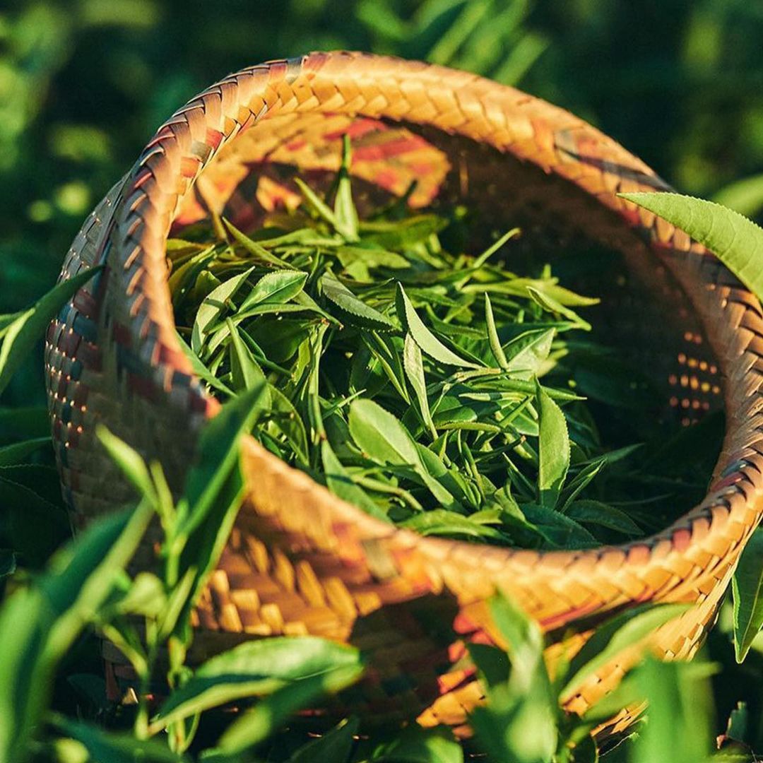 Close-up of a woven basket filled with freshly picked green tea leaves, set outdoors amidst lush green foliage.