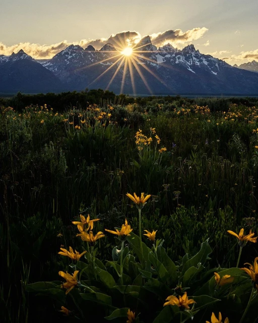 Scenic mountain range at sunset with a field of yellow wildflowers in the foreground, creating a peaceful nature landscape.