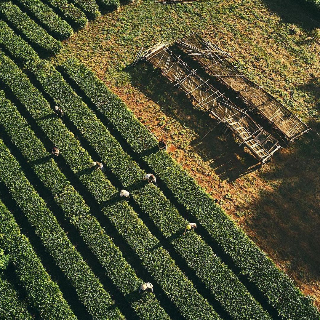 Aerial view of workers harvesting tea leaves on a tea plantation, with rows of green tea bushes and drying racks.