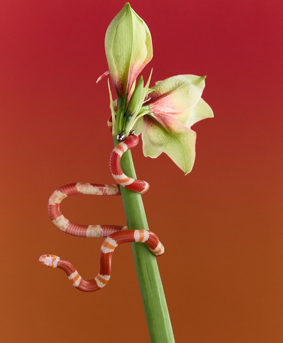 Striking image of a red and white snake coiled around a green flower stem against a vibrant red and orange gradient backdrop. 
