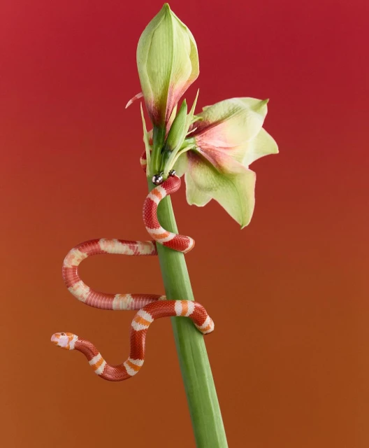 Striking image of a red and white snake coiled around a green flower stem against a vibrant red and orange gradient backdrop. 