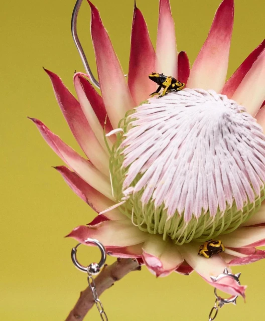 Close-up of a protea flower with two poison dart frogs perched on its petals against a yellow background, creating a vibrant contrast.