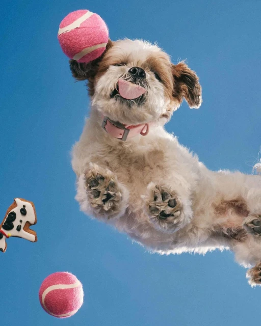 Low-angle shot of a white Shih Tzu dog with tongue sticking out, tennis ball on its head, and a dog-shaped cookie against bright blue sky.