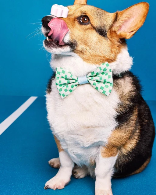 A corgi dog balances a treat on its nose with tongue out, wearing a bow tie on a bright blue studio background with a white line.