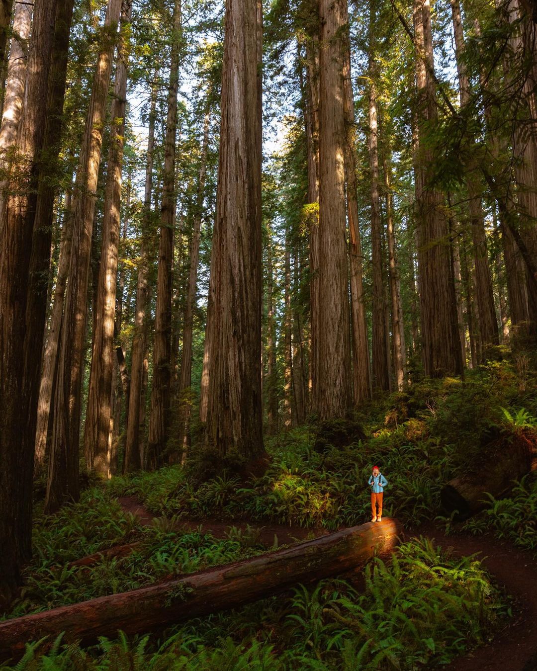 Adult stands on fallen tree trunk in a redwood forest bathed in sunlight, with tall trees rising into the sky.