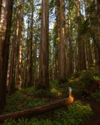 Hiker standing on a fallen log in a dense redwood forest with towering trees and lush green undergrowth