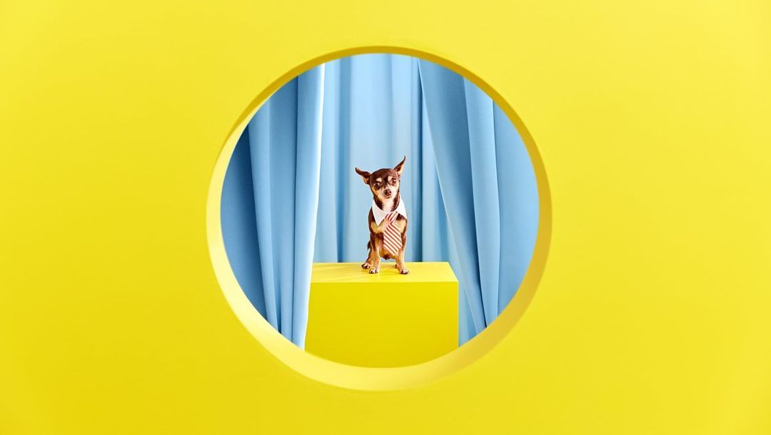 Small brown dog with floppy ears wearing a white shirt and tie sitting on a yellow cube in front of light blue curtains.