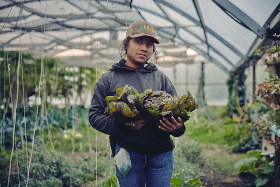Adult female farmer holds a bunch of harvested greens inside a greenhouse. She is wearing a hat and hoodie in a medium shot.