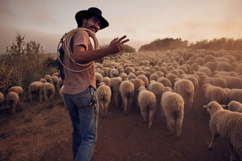 Man in hat with peace sign, herding sheep in rural, dusty landscape. Toned, medium shot of shepherd in front of large herd.