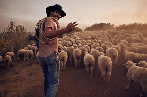 Man in hat with peace sign, herding sheep in rural, dusty landscape. Toned, medium shot of shepherd in front of large herd.