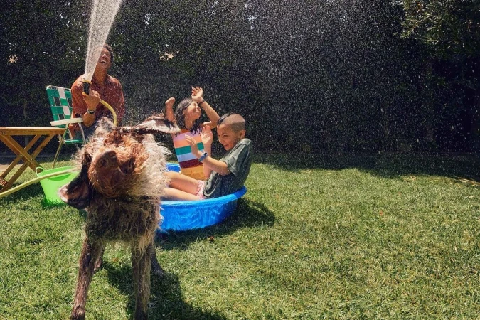 A wet, furry brown dog shakes its head while standing in a yard of green grass with children playing in a small pool nearby.