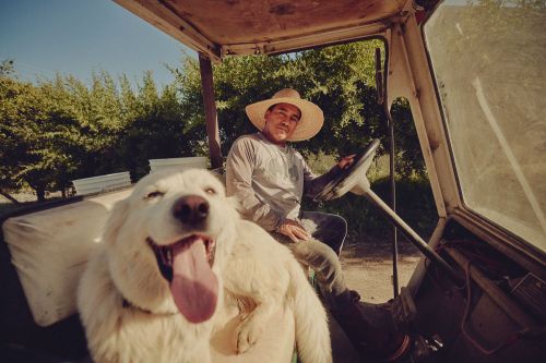 A happy Great Pyrenees dog rides on a tractor with a man in a straw hat, set against a green, sunny backdrop of trees.