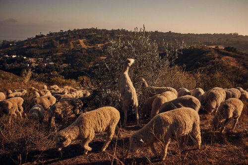 A flock of sheep grazes on a hillside, with one standing on its hind legs near a tree, in a rural setting at golden hour.