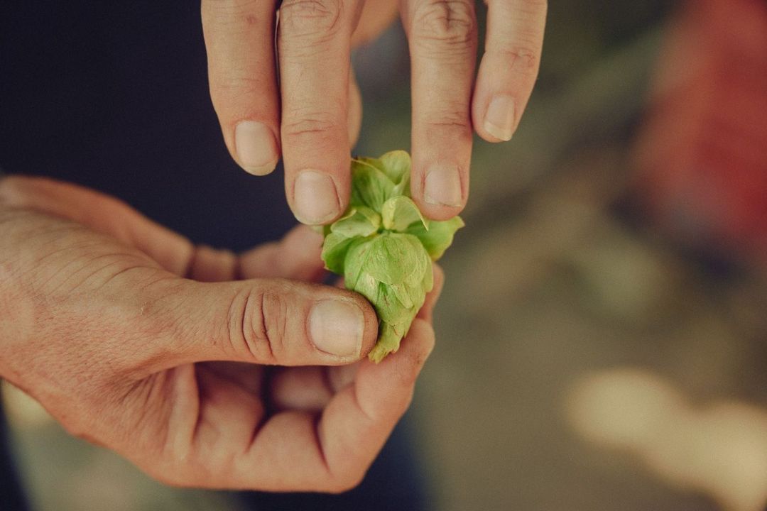 Close-up of a pair of hands holding a fresh, green hop cone, highlighting its texture and the earthy tones of the surrounding background.