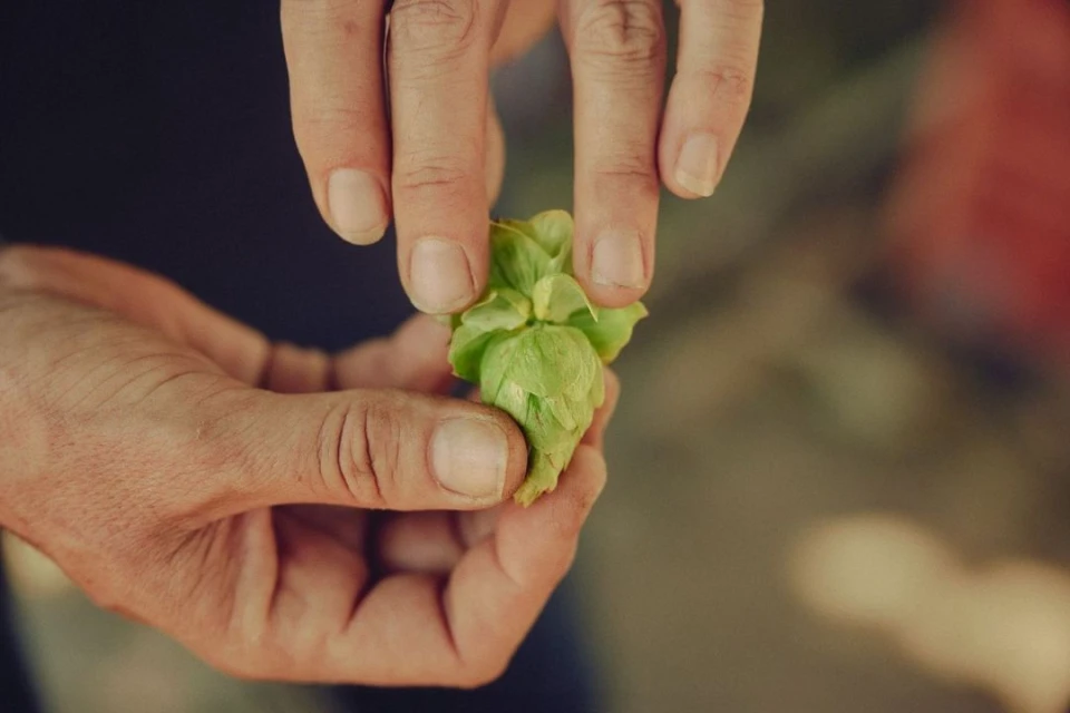 Close-up of a pair of hands holding a fresh, green hop cone, highlighting its texture and the earthy tones of the surrounding background.