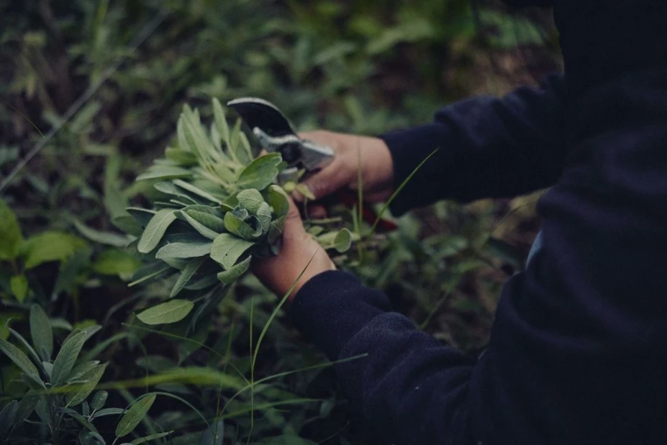 Close-up of person holding a bunch of green herbs and clipping them with pruning shears in a garden setting, featuring lush greenery.