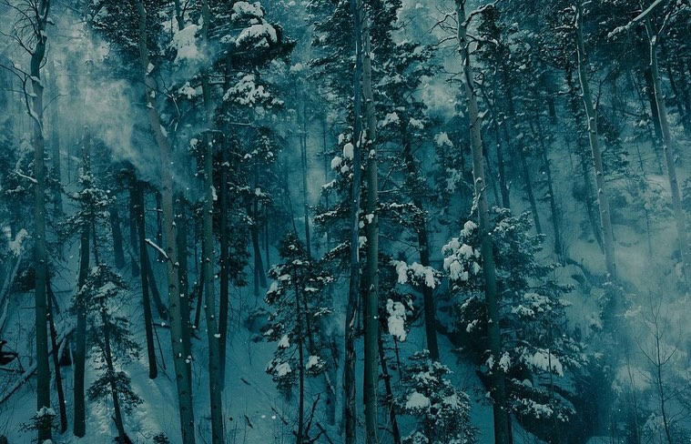 Snow-covered evergreen trees in a dense forest, creating a winter wonderland scene with a cool color palette and a serene, natural atmosphere.