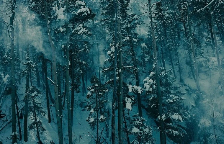 Snow-covered evergreen trees in a dense forest, creating a winter wonderland scene with a cool color palette and a serene, natural atmosphere.