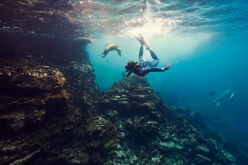 Underwater view of a snorkeler swimming with sea lions near a rocky reef, sunlit from above, creating a vibrant marine scene.