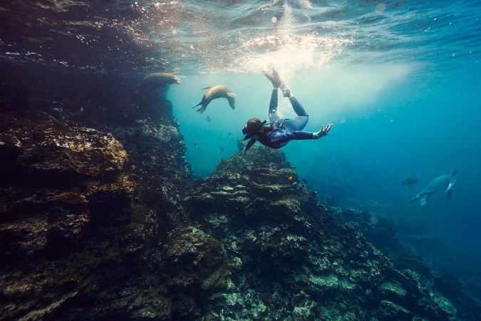 Underwater view of a snorkeler swimming with sea lions near a rocky reef, sunlit from above, creating a vibrant marine scene.