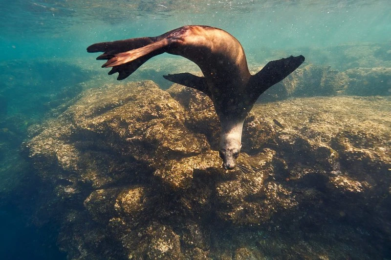 Underwater view of a brown sea lion diving towards a rocky reef in clear blue water, creating a dynamic and engaging wildlife scene.