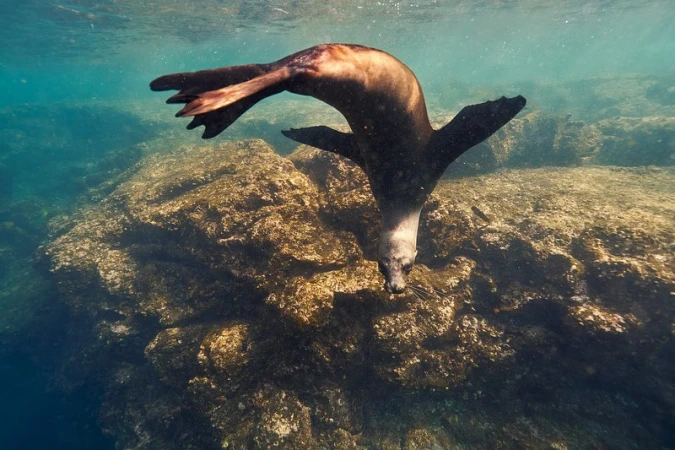 Underwater view of a brown sea lion diving towards a rocky reef in clear blue water, creating a dynamic and engaging wildlife scene.