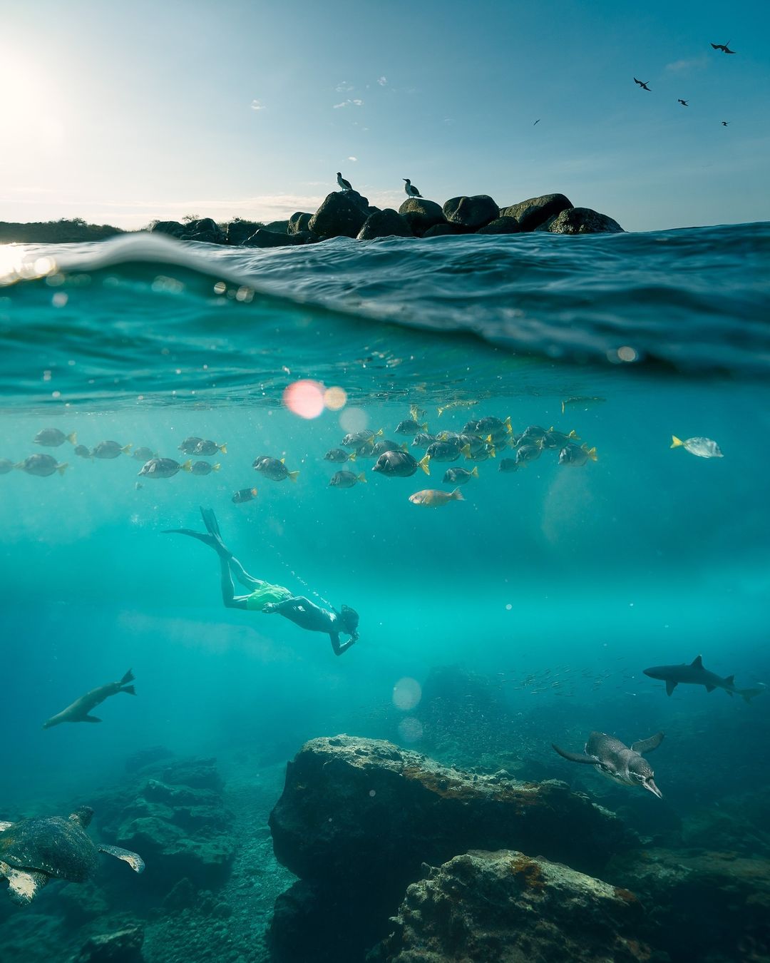Underwater split view of a snorkeler swimming with fish, sharks, and turtles near rocks, with birds visible above the water.