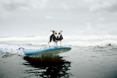 Small terrier dog standing on a blue surfboard in the ocean with breaking waves and overcast sky.