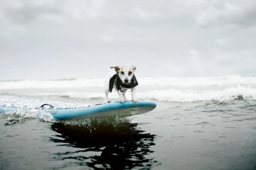 Small terrier dog standing on a blue surfboard in the ocean with breaking waves and overcast sky.