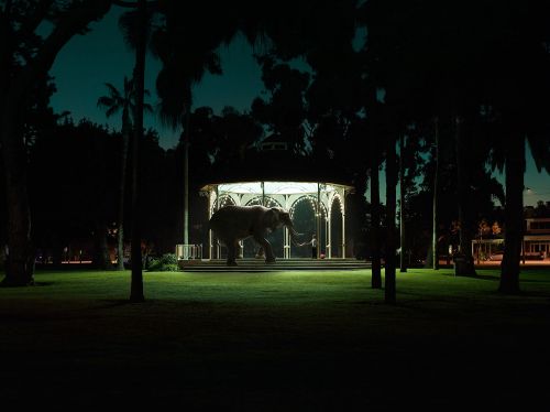 Elephant stands in a gazebo at night surrounded by trees and grass. The gazebo is illuminated and the elephant is the focal point.