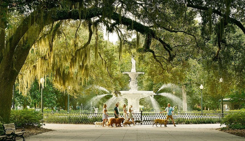 Group of people walking dogs in a park with a large fountain in the background, framed by an overhanging tree with moss.