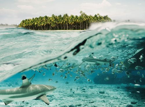 Underwater view of sharks and school of fish swimming in turquoise water near a tropical island covered in palm trees on a sunny day.