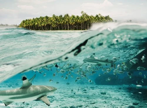 Underwater view of sharks and school of fish swimming in turquoise water near a tropical island covered in palm trees on a sunny day.