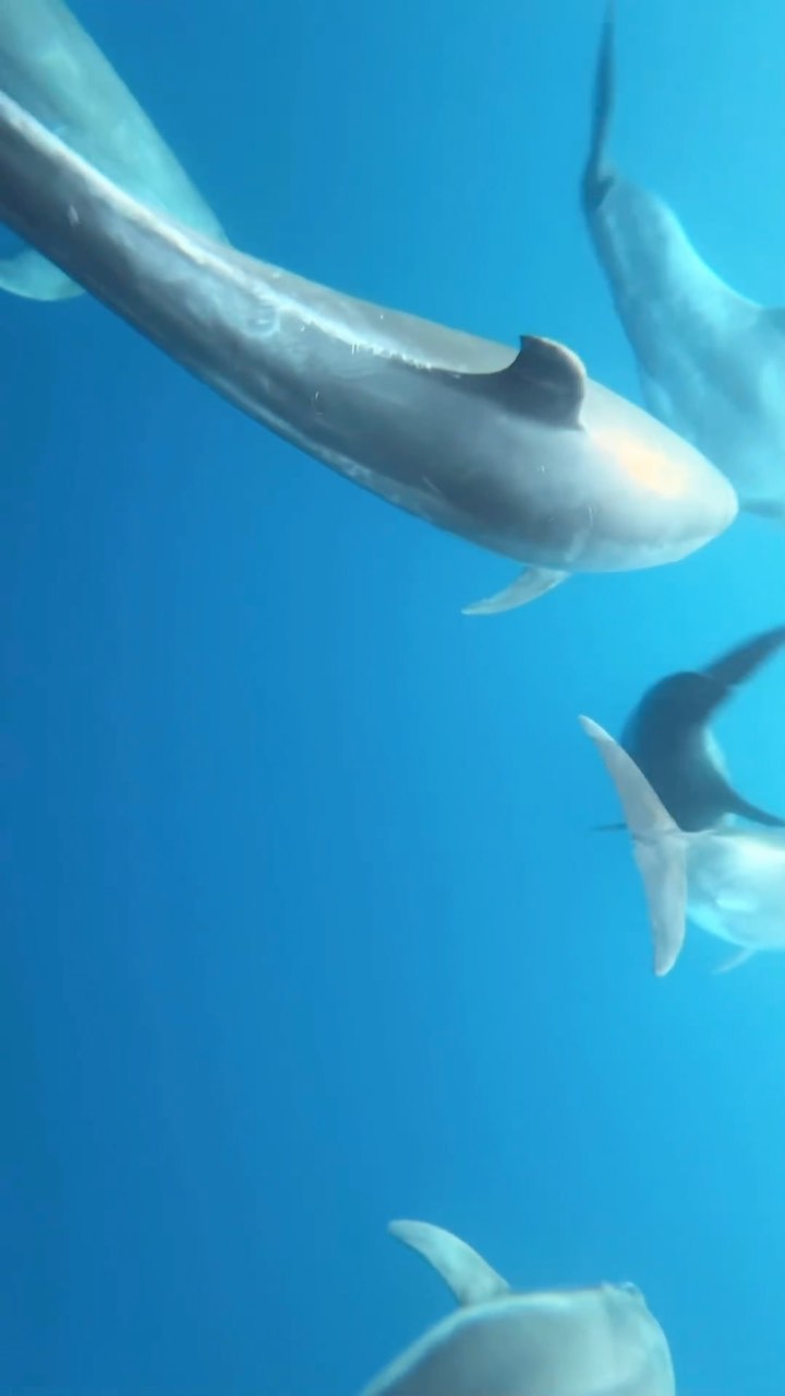 Several dolphins swim in the turquoise blue ocean water, seen from an underwater perspective.