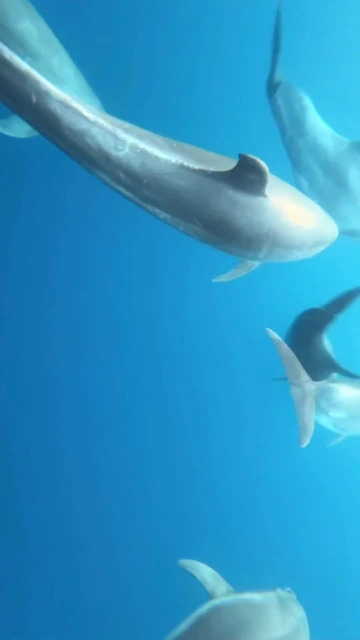 Several dolphins swim in the turquoise blue ocean water, seen from an underwater perspective.