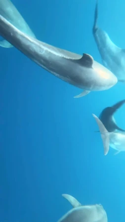 Several dolphins swim in the turquoise blue ocean water, seen from an underwater perspective.