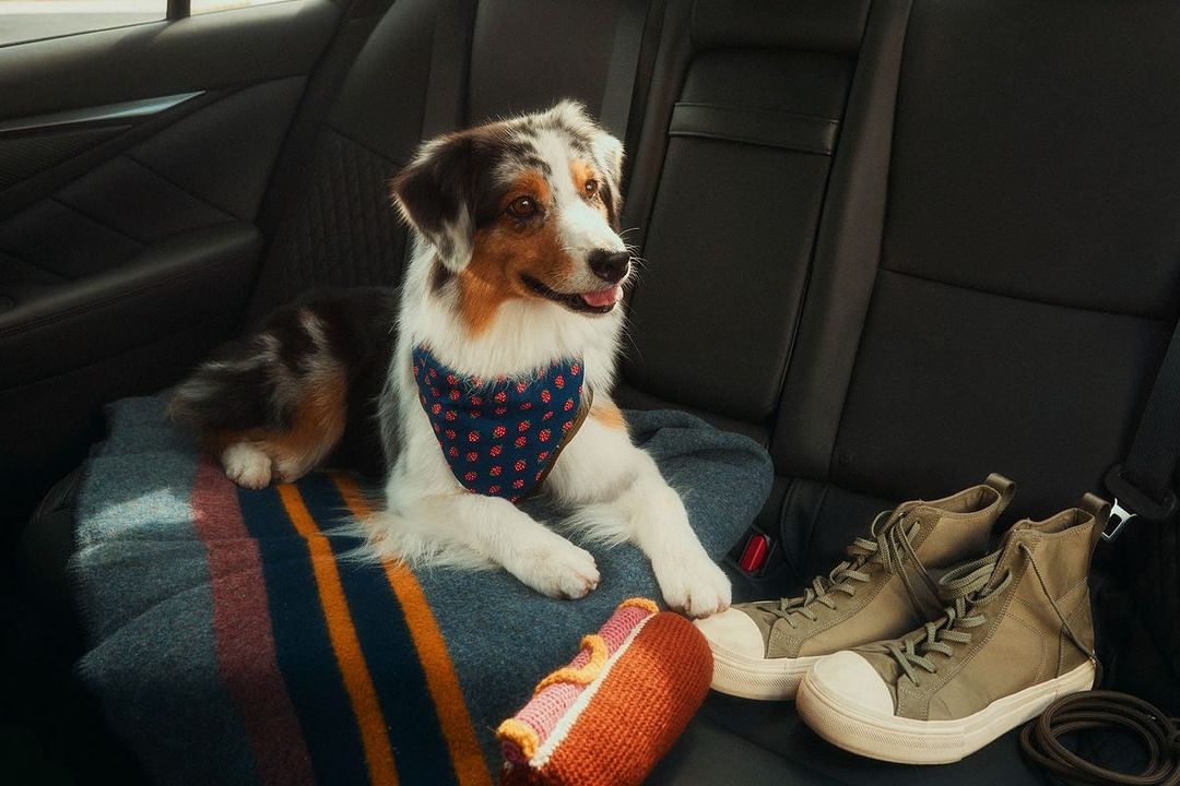 Dog in car back seat sits on a striped blanket next to sneakers and a hot dog toy, bathed in soft natural light. Pet travel.