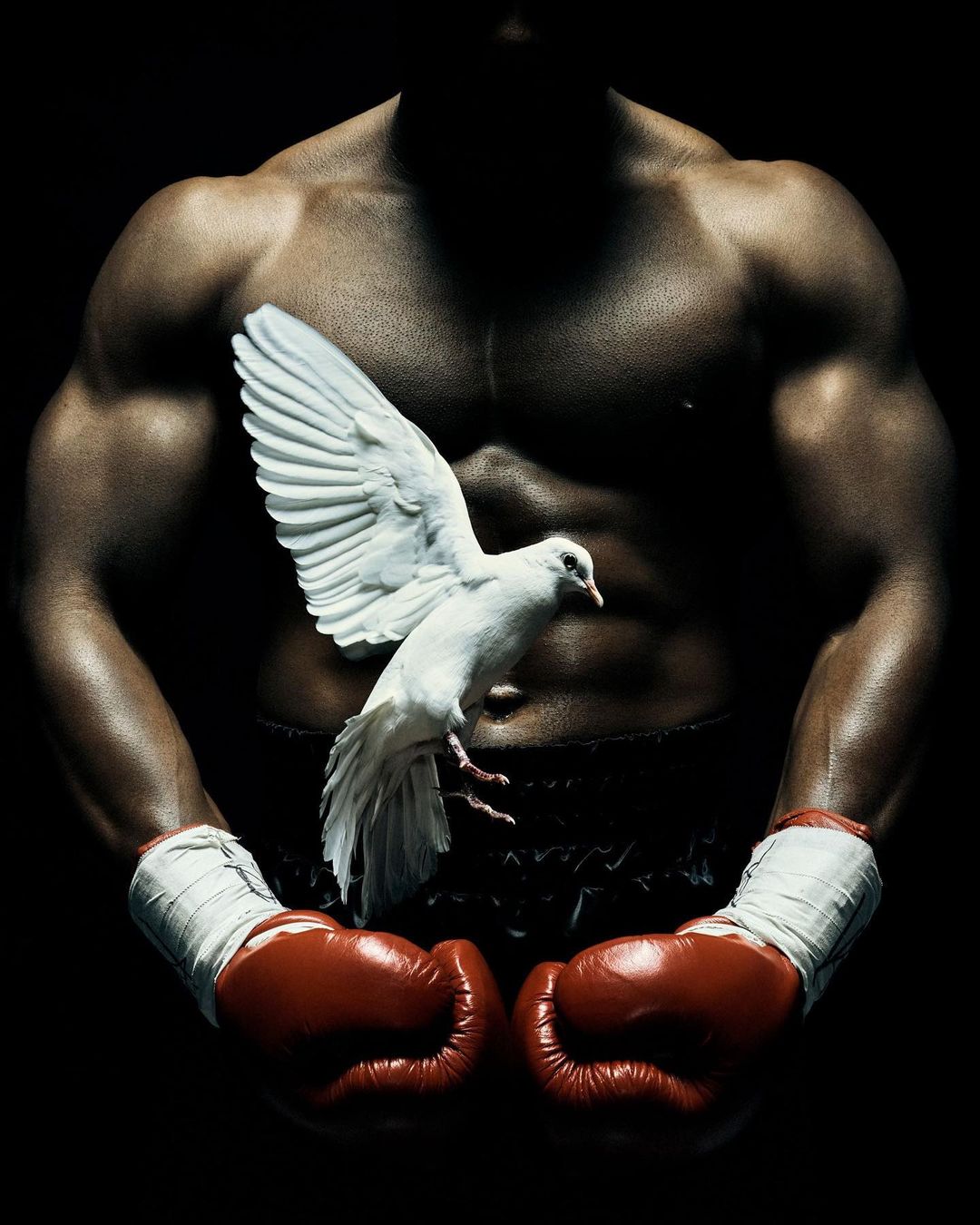 Muscular shirtless man in boxing gloves holds a white dove. The image is close-up with a dark background, emphasizing contrasts.