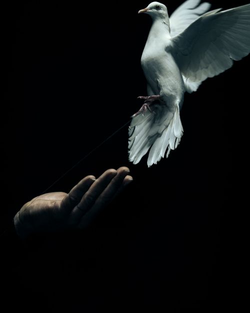 Close-up of a white dove taking flight from a cupped human hand against a dark backdrop, symbolizing freedom or peace.