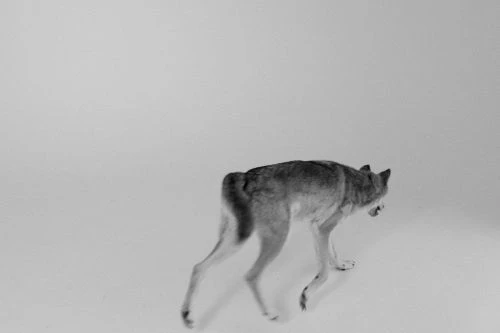 A wolf strides across a bright, minimalist studio, captured in a monochrome photograph. Its gait and pose suggest alertness.