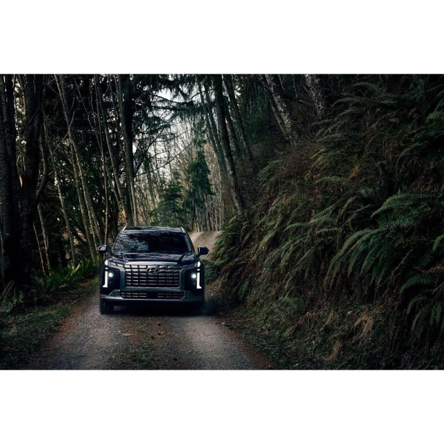 Black SUV driving on a dirt road through a dark forest with tall trees and ferns, illuminated by headlights.