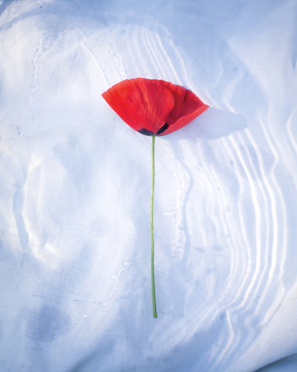 Single red poppy flower with a long green stem resting flat against a rippled white textured background.