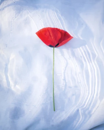 Single red poppy flower with a long green stem resting flat against a rippled white textured background.