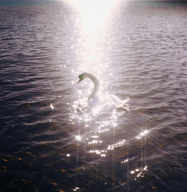 A white swan swims in rippled, dark water with a bright, reflective glare and lens flare in the sunlight on a sunny day.