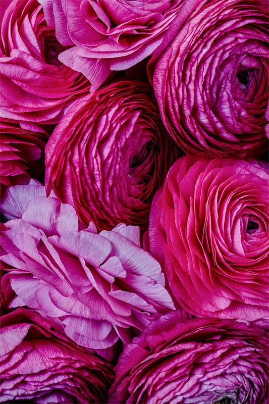 Close-up of vibrant pink Ranunculus flowers in full bloom, showcasing their delicate, layered petals and rich color variations.