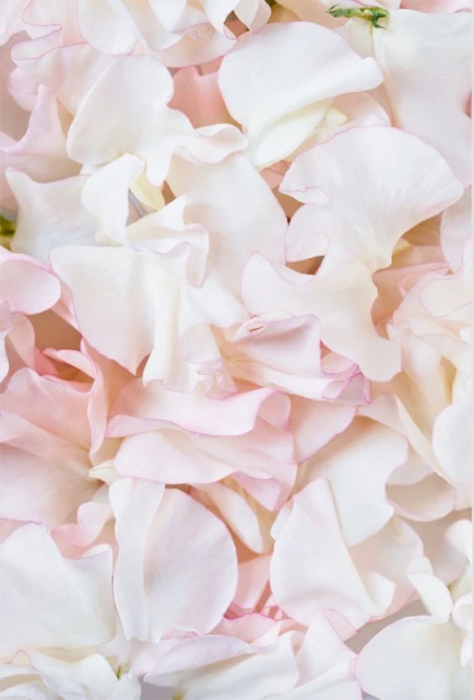 Overhead close-up photo of pastel pink and white sweet pea flower petals, creating a soft, textured floral background for floral design.