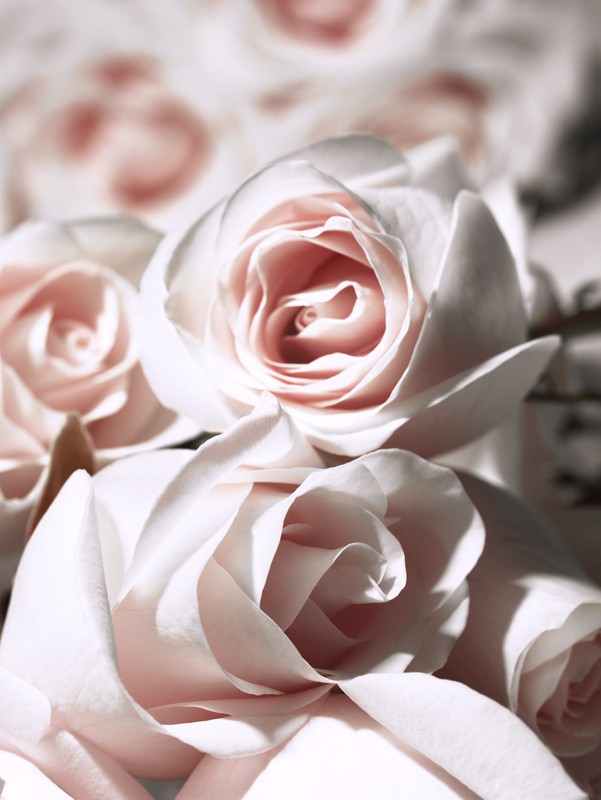 Close-up of a collection of pastel pink and white roses with soft lighting highlighting their delicate petals.